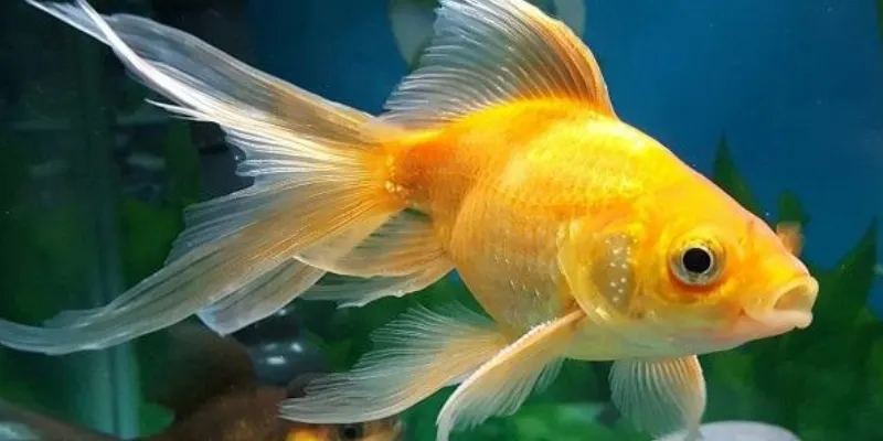 Tại sao giấc mơ thấy cá liên quan đến con số?