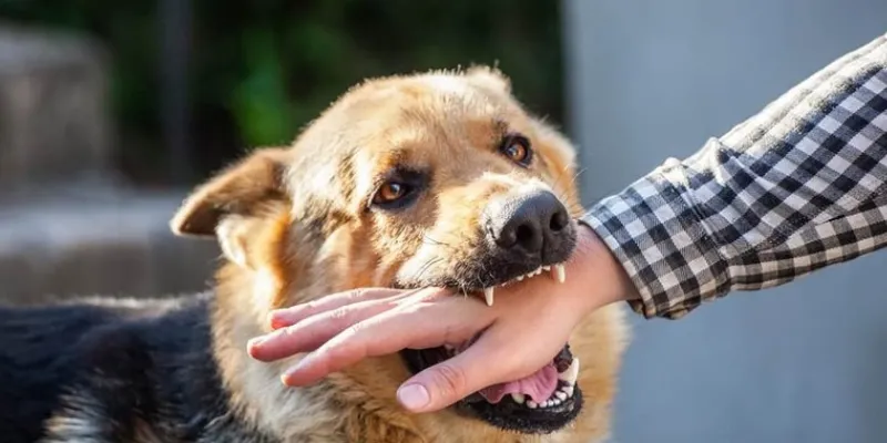 Tìm hiểu chung về nằm mơ thấy chó cắn