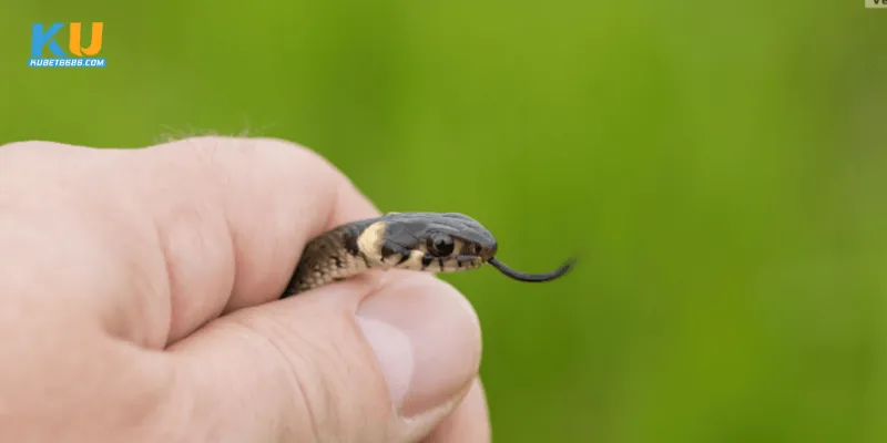 Giải mã theo các hành vi hoặc hoàn cảnh trong mơ